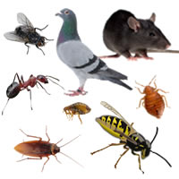 reaper pest removal fife